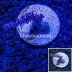 USA Cultured Tree Coral (click for more detail)