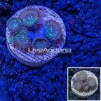 LiveAquaria® Ultra Zoanthus (click for more detail)