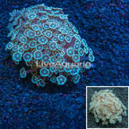 Alveopora Coral Indonesia (click for more detail)