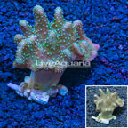 Devil's Hand Leather Coral Indonesia (click for more detail)