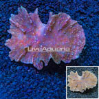 Cabbage Leather Coral Vietnam (click for more detail)