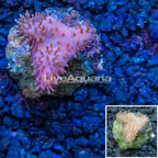 Devil's Hand Leather Coral Indonesia (click for more detail)