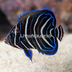Koran Angelfish, Juvenile [Blemish] (click for more detail)
