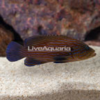 Blue Line Grouper  (click for more detail)