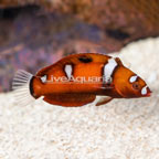 Formosa Wrasse, Juvenile (click for more detail)