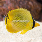 Latticed Butterflyfish (click for more detail)