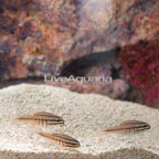 Oxina Cardinalfish (Trio) (click for more detail)