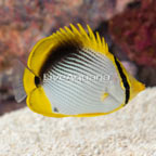 Black Back Butterflyfish (click for more detail)