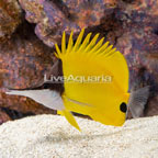 Longnose Butterflyfish (click for more detail)