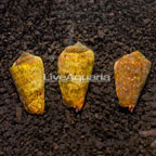 Orange Lip Conch Snail, Trio (click for more detail)