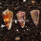 Halloween Hermit Crab (Trio) (click for more detail)