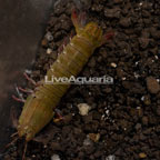 Peacock Mantis Shrimp (click for more detail)
