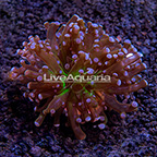 LiveAquaria® Frogspawn Coral (click for more detail)