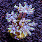 LiveAquaria® Glove Polyp Coral (click for more detail)