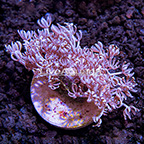 USA Cultured Ultra Pulsing Xenia Coral (click for more detail)
