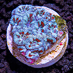 USA Cultured Ultra Micromussa Coral (click for more detail)