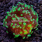 LiveAquaria® Hammer x Frogspawn Hybrid Coral (click for more detail)