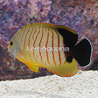 Red Stripe Eibli Angelfish (click for more detail)