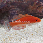 Carpenter's Flasher Wrasse Terminal Phase Male [Blemish] (click for more detail)