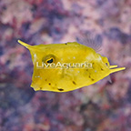 Longhorn Cowfish EXPERT ONLY (click for more detail)
