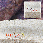 Dracula Goby (Bonded Pair) (click for more detail)