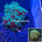 LiveAquaria® Cultured Ultra Hammer Coral (click for more detail)