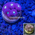 LiveAquaria® Cultured Ultra Blastomussa Coral (click for more detail)