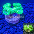 LiveAquaria® Cultured Ultra Neon Green Caulastrea Coral (click for more detail)