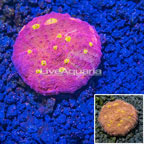 USA Cultured Ultra Chalice Coral (click for more detail)