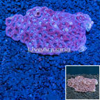Dipsastraea Brain Coral Indonesia (click for more detail)