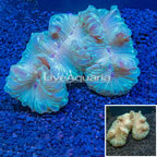 Fox Coral Indonesia (click for more detail)
