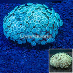 Alveopora Coral Indonesia (click for more detail)
