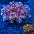 Goniopora Coral Indonesia (click for more detail)