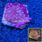 Dipsastraea Brain Coral Indonesia (click for more detail)