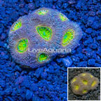 Acan Echinata Coral Vietnam (click for more detail)
