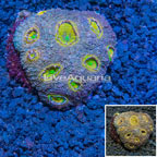 Acan Echinata Coral Vietnam (click for more detail)