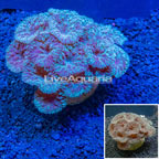 Blastomussa Wellsi Coral Indonesia (click for more detail)