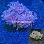 Pom Pom Xenia Coral Indonesia (click for more detail)