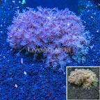 Pom Pom Xenia Coral Indonesia (click for more detail)