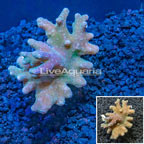 Sinularia Leather Coral Indonesia (click for more detail)