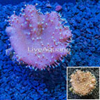 Devil's Hand Leather Coral Indonesia (click for more detail)