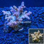 Sinularia Leather Coral Indonesia (click for more detail)