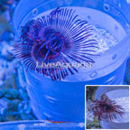 Feather Duster  (click for more detail)