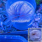 Feather Duster  (click for more detail)