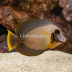 Chocolate Tang (click for more detail)