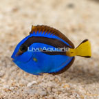 Blue Tang (click for more detail)