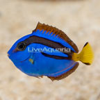 Blue Tang (click for more detail)