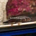 Caribbean Black Clingfish  (click for more detail)