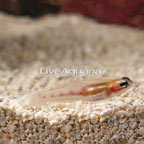 Masked Goby (click for more detail)