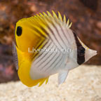 Auriga Butterflyfish  (click for more detail)